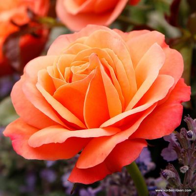 Rosa (Роза) Lions -Rose korall / Лионс Розе коралловый цвет