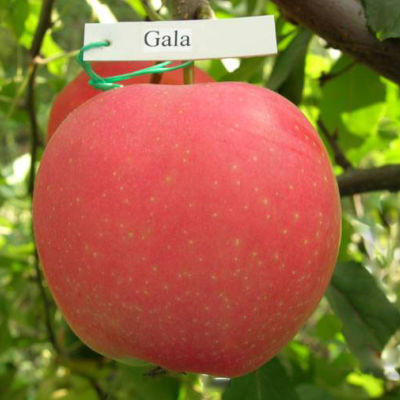 яблоня Гала