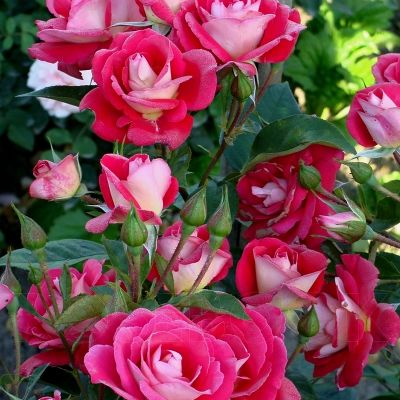 Rosa (Роза) Heimatmelodie / Хайматмелоди