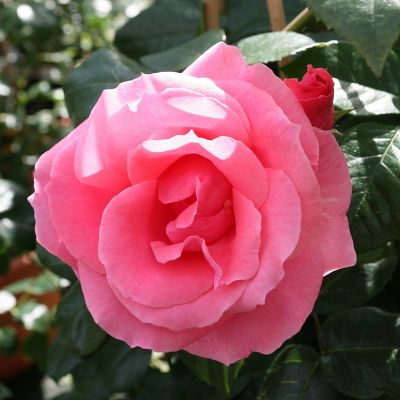 Rosa (Роза) Lawinia / Лавиния