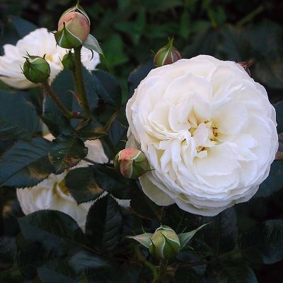 Rosa (Роза) Artemis / Артемис