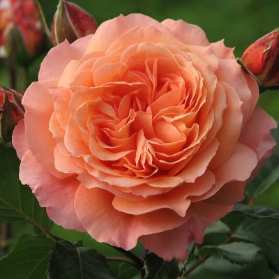Rosa (Роза) Belvedere / Бельведер
