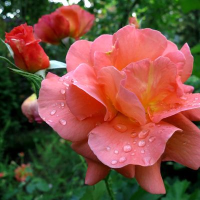 Rosa (Роза) Westerland / Вестерлэнд