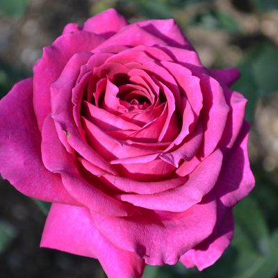 Rosa (Роза) Big Purple / Биг Пёпл