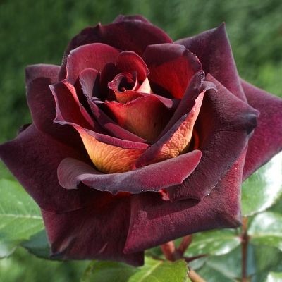 Rosa (Роза) Eddy Mitchell / Эдди Митчелл