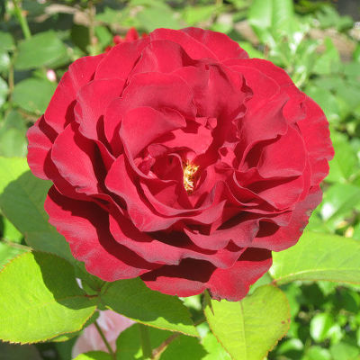 Rosa (Роза) Helmut Kohl / Гельмут Коль