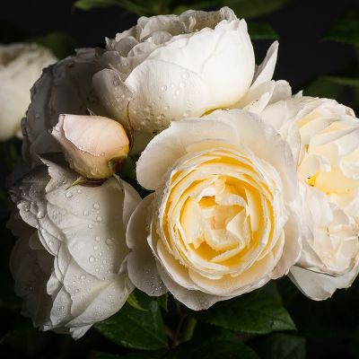 Rosa (Роза) Uetersener Klosterrose / Ютерсенер Клостеррозе