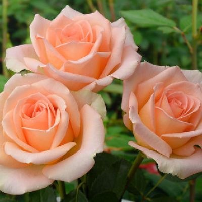 Rosa (Роза) Versilia / Версилия