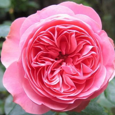 Rosa (Роза) Leonardo da Vinci / Леонардо да Винчи
